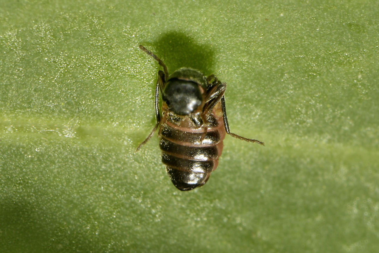 Malachidae da spiaggia? Brachemys dalmatinus